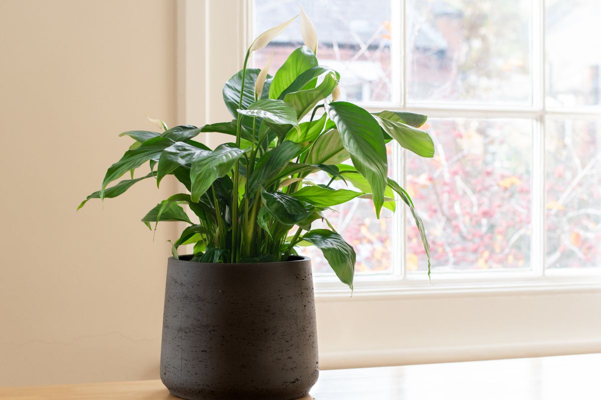 3 plantas ornamentais que não precisam de muito sol; elas são ótimas opções para interiores - Reprodução: Canva Pro 