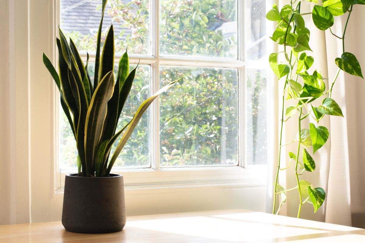 3 plantas ornamentais que não precisam de muito sol; elas são ótimas opções para interiores - Reprodução: Canva Pro
