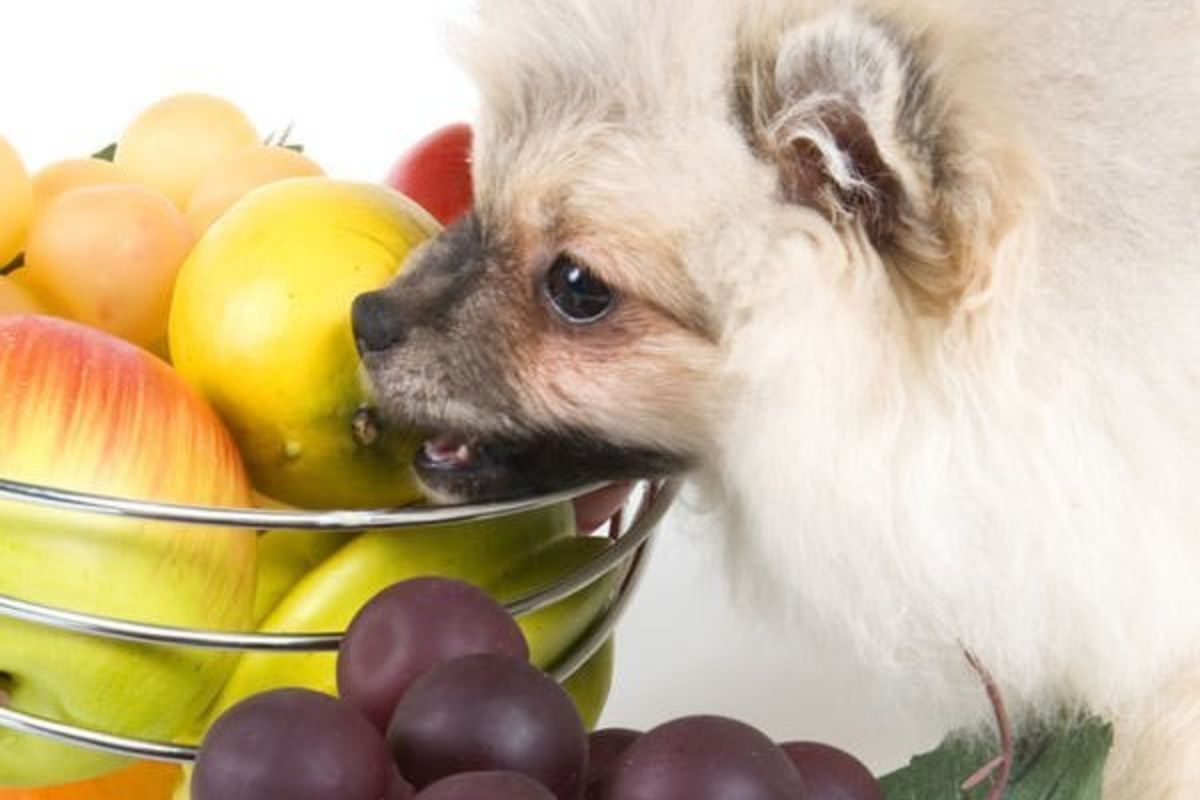 Acostumar o cachorro a comer frutas( Reprodução Canva)