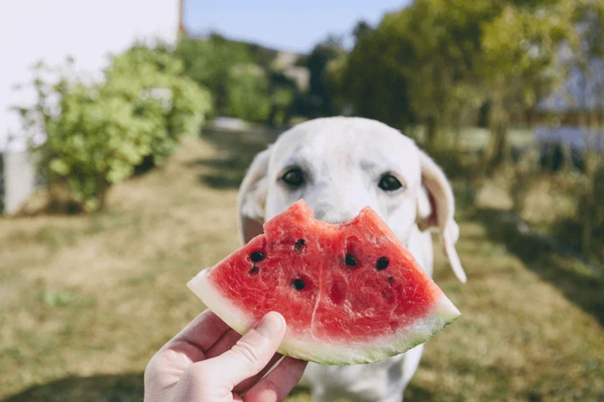 Acostumar o cachorro a comer frutas( Reprodução Canva)