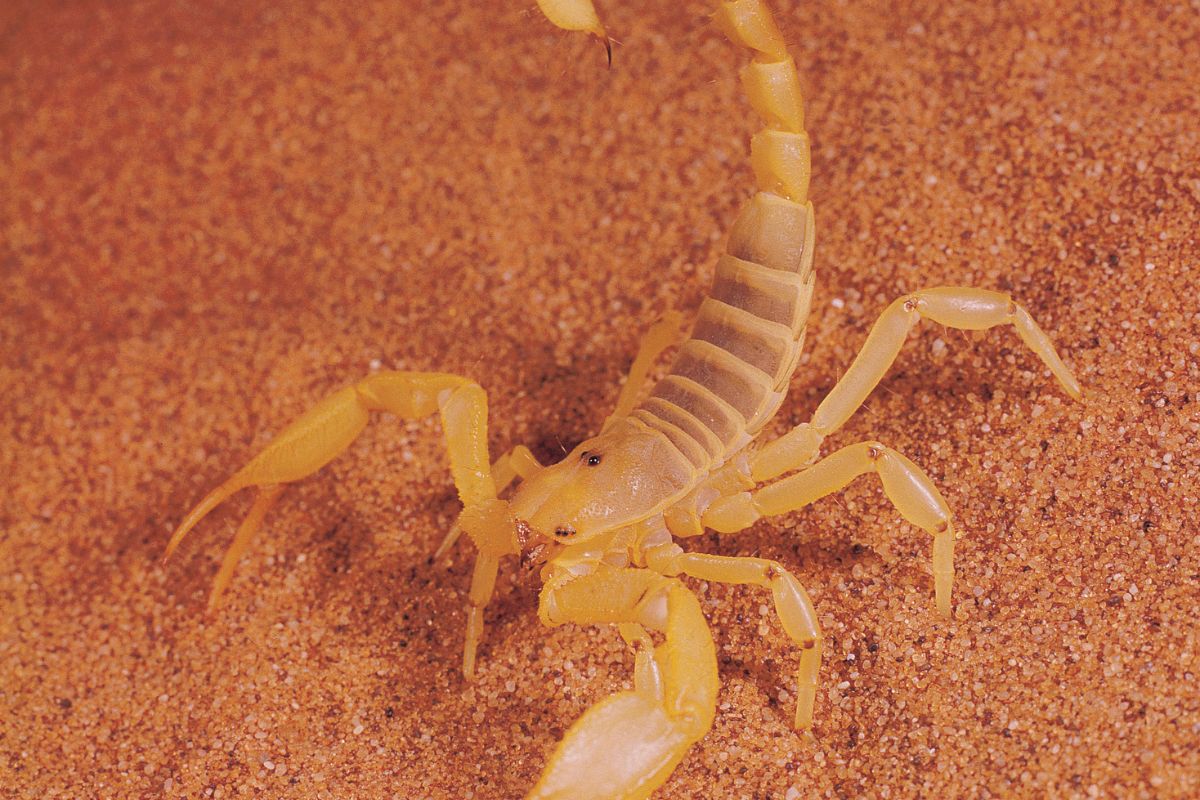 Aprenda algumas dicas caseiras para manter escorpiões longe do quintal; fique livre desses animais - Reprodução: Canva Pro 