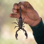 Aprenda algumas dicas caseiras para manter escorpiões longe do quintal; fique livre desses animais - Reprodução: Canva Pro