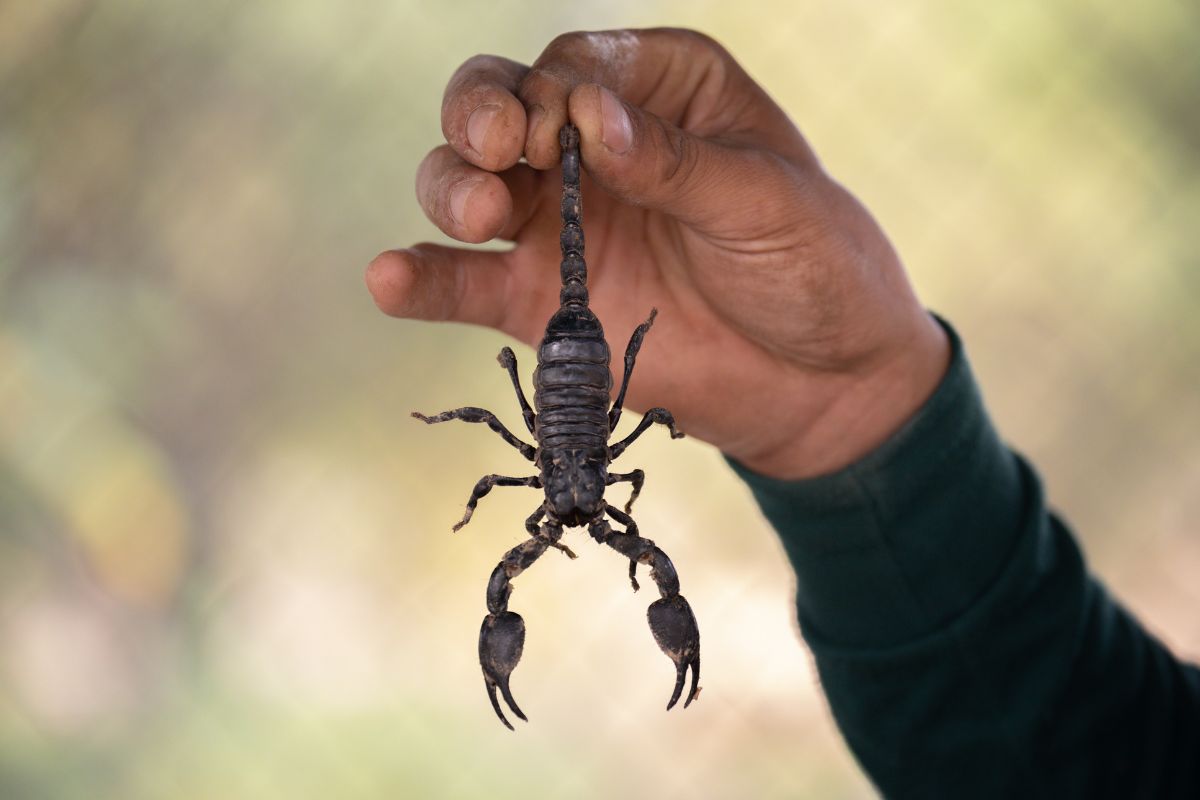 Aprenda algumas dicas caseiras para manter escorpiões longe do quintal; fique livre desses animais - Reprodução: Canva Pro