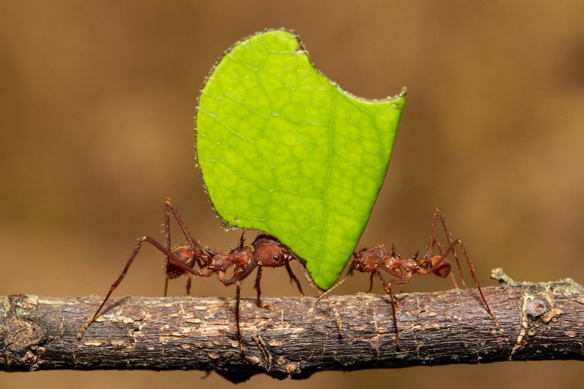 Barreira física para a formiga: saiba mais sobre essa opção e descubra se ela realmente funciona - Reprodução: Canva Pro