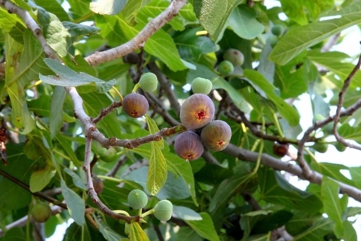 cultivar figo