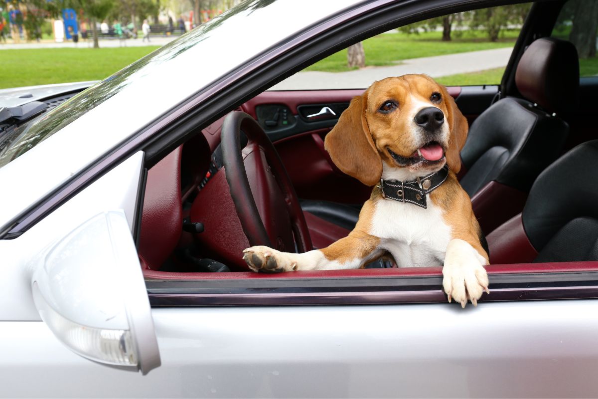 levar o cachorro com segurança no carro