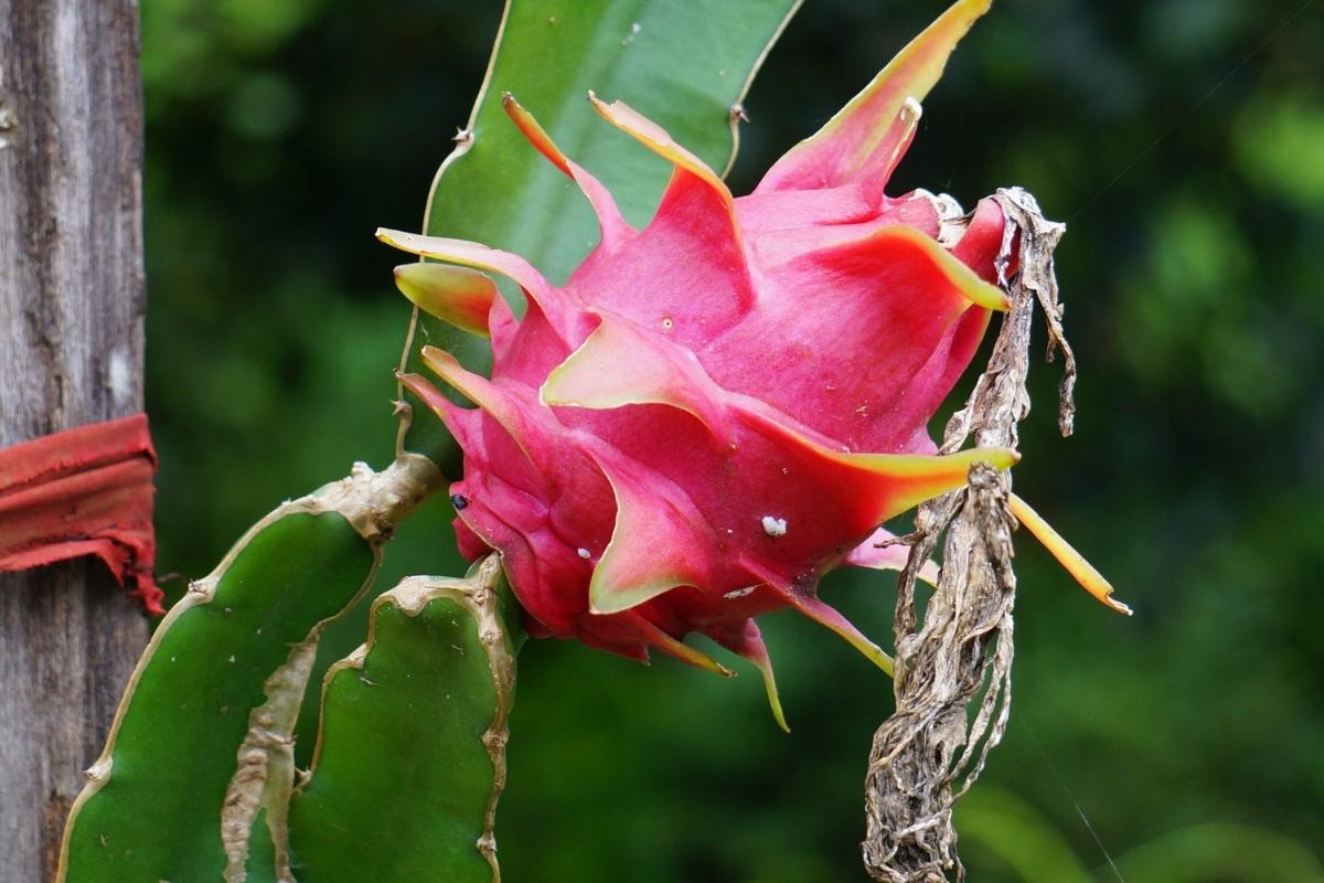 Cultivar pitaya no quintal (reprodução Canva Pro)