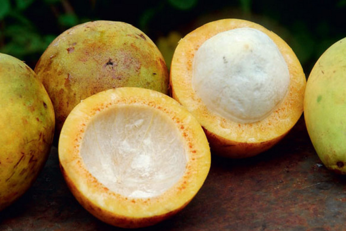 Conheça a fruta bacuri: saiba tudo sobre ela e seus incríveis benefícios para a saúde (Imagem: Pixabay)