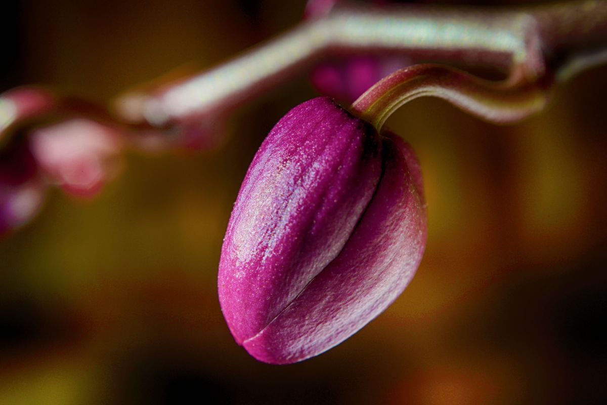 2 motivos que as orquídeas abortam as flores: faça essas mudanças para resolver - Fonte: Canva