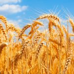 Comer trigo faz mal? É tóxico? Veja agora seus efeitos quando você come