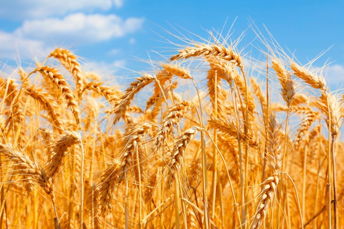 Comer trigo faz mal? É tóxico? Veja agora seus efeitos quando você come