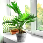 Que tal decorar ambientes internos com a palmeira ráfia? Veja como cuidar e utilizá-la no paisagismo da casa (Imagem: Pixabay)