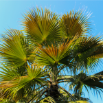 Conheça a palmeira moinho de vento e de outro visual para o pátio