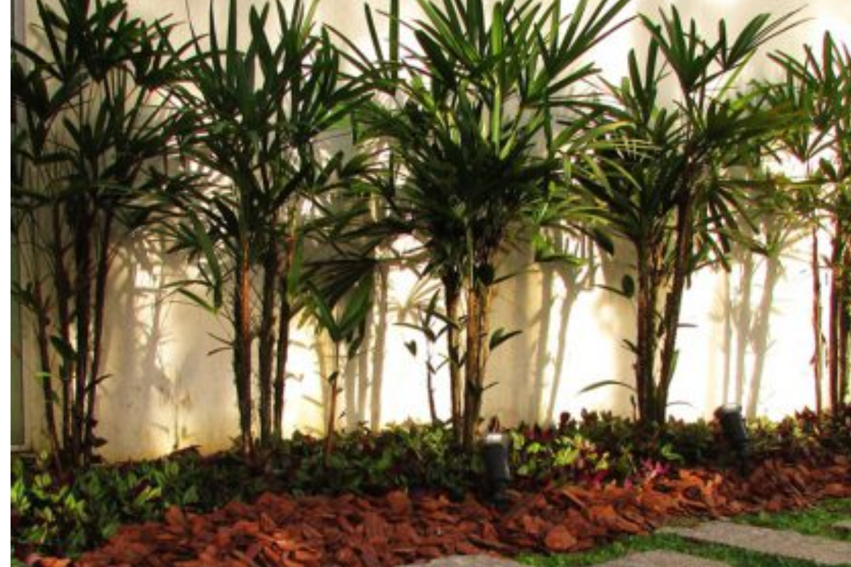 Que tal decorar ambientes internos com a palmeira ráfia? Veja como cuidar e utilizá-la no paisagismo da casa (Imagem: Pixabay)