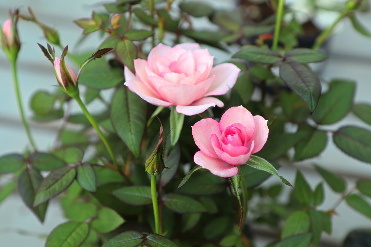 Vale a pena plantar mini-rosas no quintal? Saiba tudo que precisa sobre elas e seu cultivo