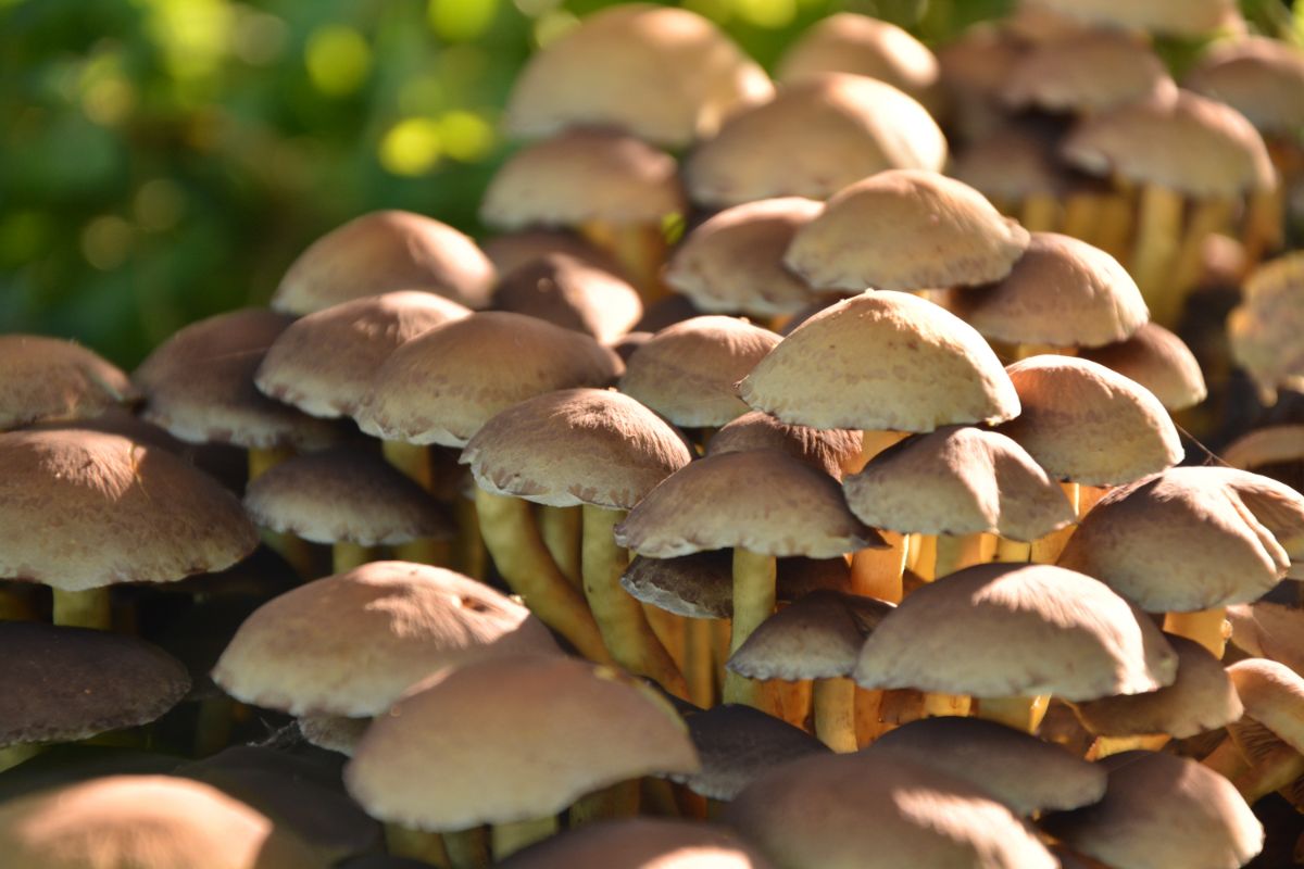 Como fazer talharim de funghi? Aprenda agora esse delicioso prato com proteína de cogumelo. Foto: Canva