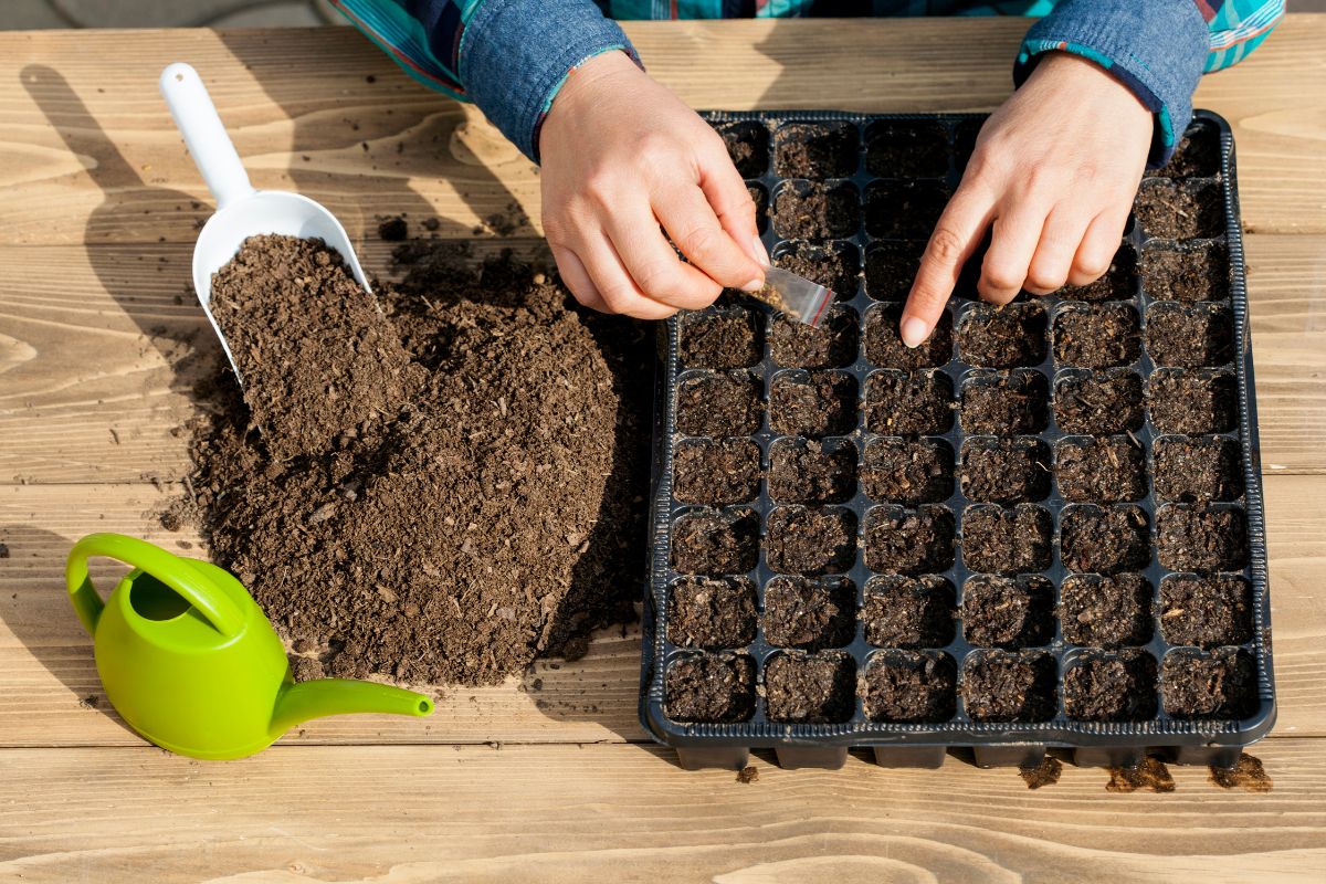 Como plantar manjericão em sementeira? Veja todo passo a passo e aprenda rapidamente - Fonte: canva