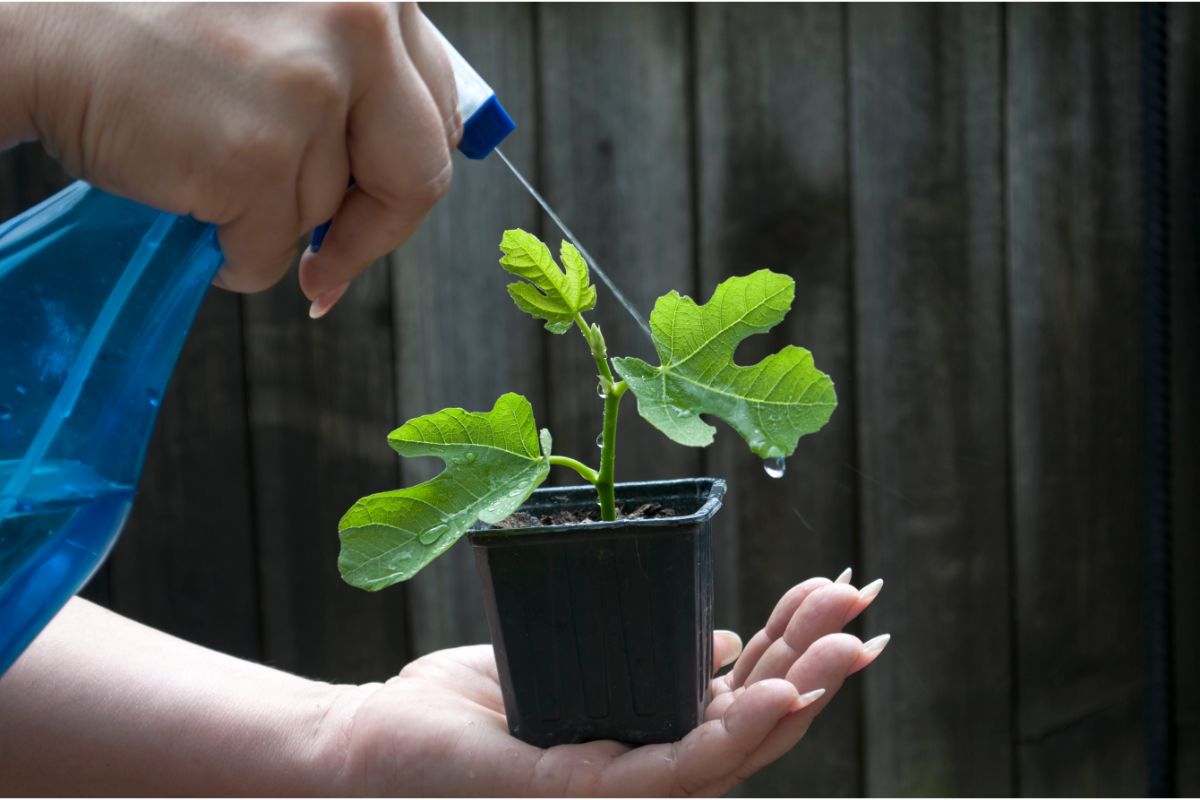 Pulgões nas hortaliças: confira como salvar sua plantação sem gastar quase nada, utilizando apenas produtos naturais - Foto: Canva