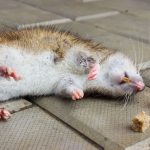 Como fazer veneno caseiro para ratos? Livre-se dos ratos com essa receita barata e caseira. Foto: Canva