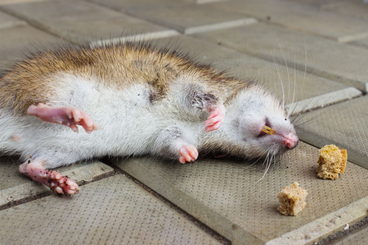 Como fazer veneno caseiro para ratos? Livre-se dos ratos com essa receita barata e caseira. Foto: Canva