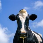 Como saber o preço real de uma vaca de leite Reprodução: Canva