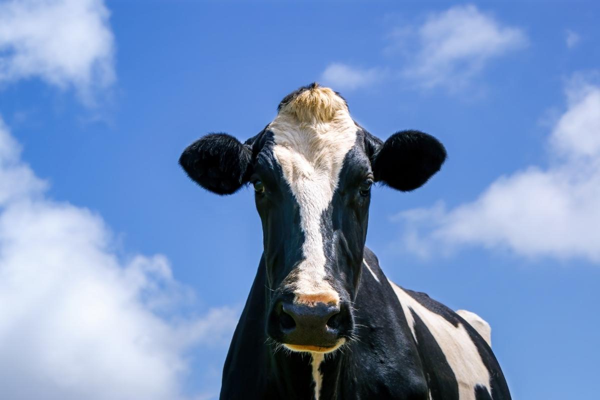Como saber o preço real de uma vaca de leite Reprodução: Canva