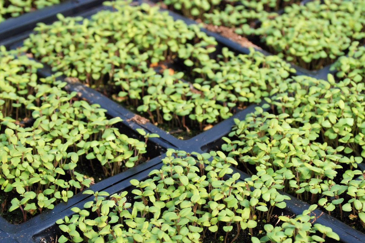Como plantar manjericão em sementeira? Veja todo passo a passo e aprenda rapidamente - Fonte: canva
