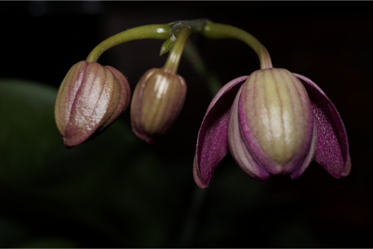 2 motivos que as orquídeas abortam as flores: faça essas mudanças para resolver - Fonte: Canva
