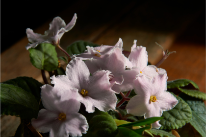 Aprenda a plantar e cuidar de violetas: tenha essa linda flor no quintal e na janela de sua casa