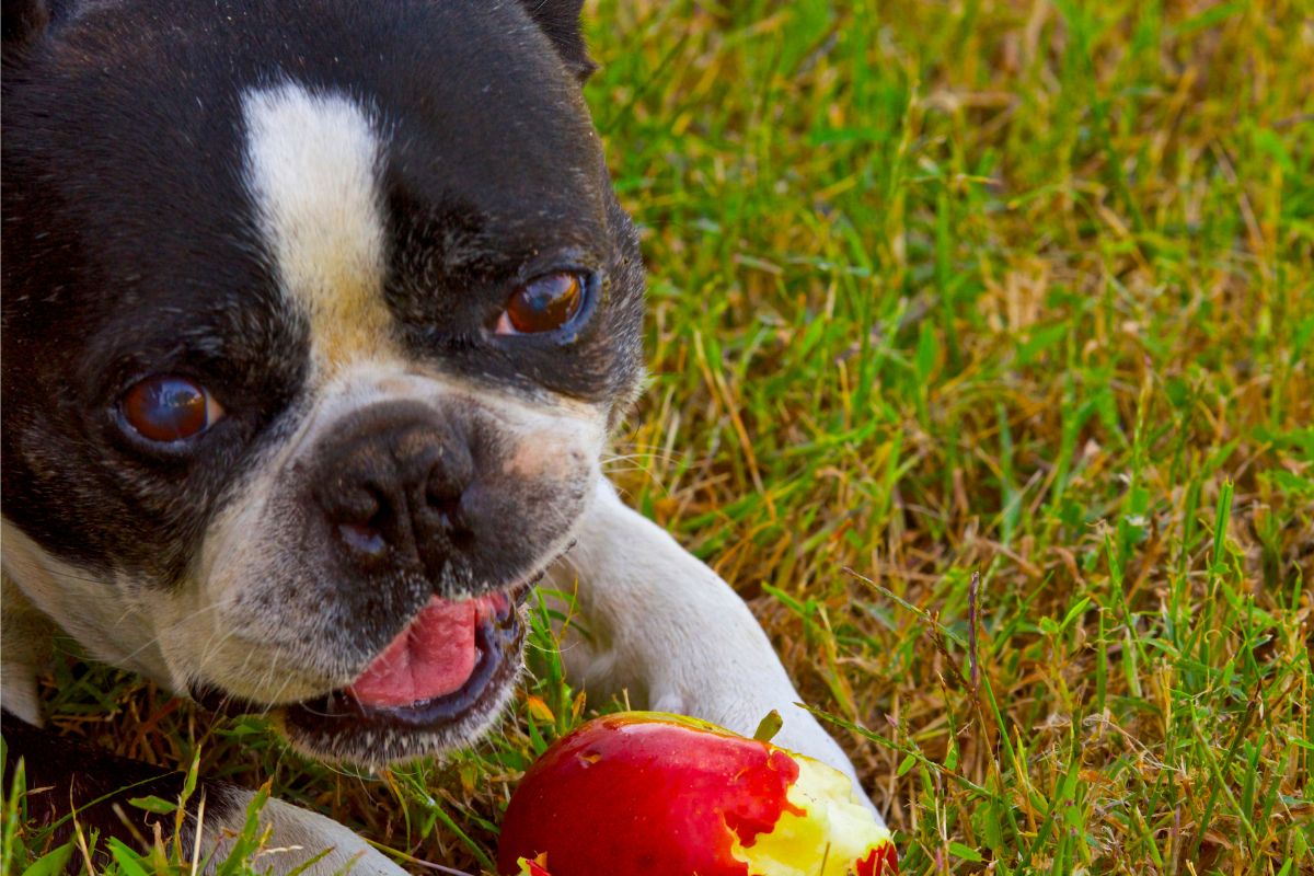 Cachorro pode comer maçã? Veja o que veterinário afirma sobre/ Fonte: Canva