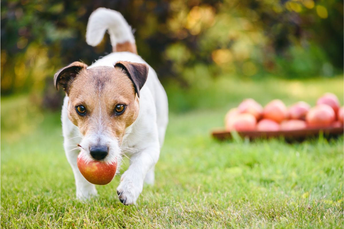 Cachorro pode comer maçã? Veja o que veterinário afirma sobre/ Fonte: Canva