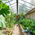 Estufa caseira para plantas: Veja como fazer esse recurso útil para cultivo e cuidados - Reprodução Canva