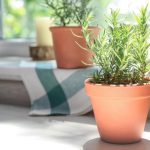 Saiba como regar plantas em apartamento sem sujar Reprodução: Canva