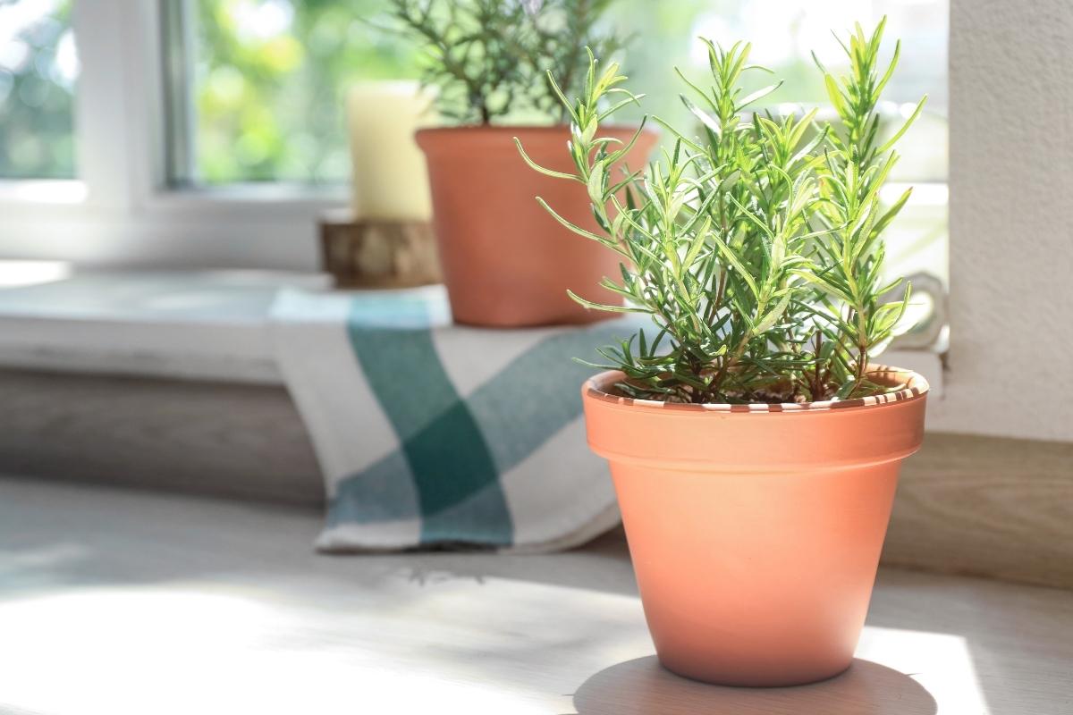 Saiba como regar plantas em apartamento sem sujar Reprodução: Canva