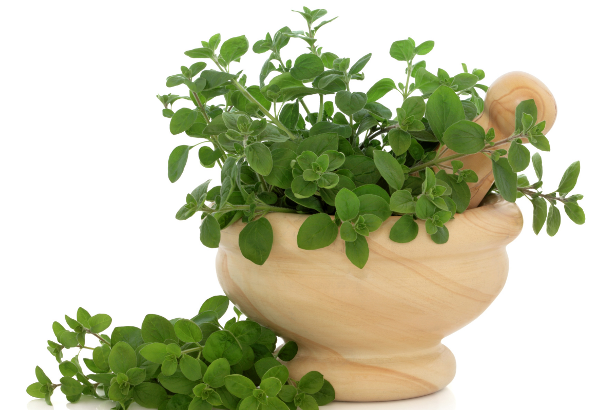 Aprenda a cultivar manjerona em vaso e aproveite seus benefícios mesmo sem espaço no quintal