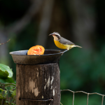 Descubra como atrair pássaros para o seu jardim de forma natural e aumente a vizinhança