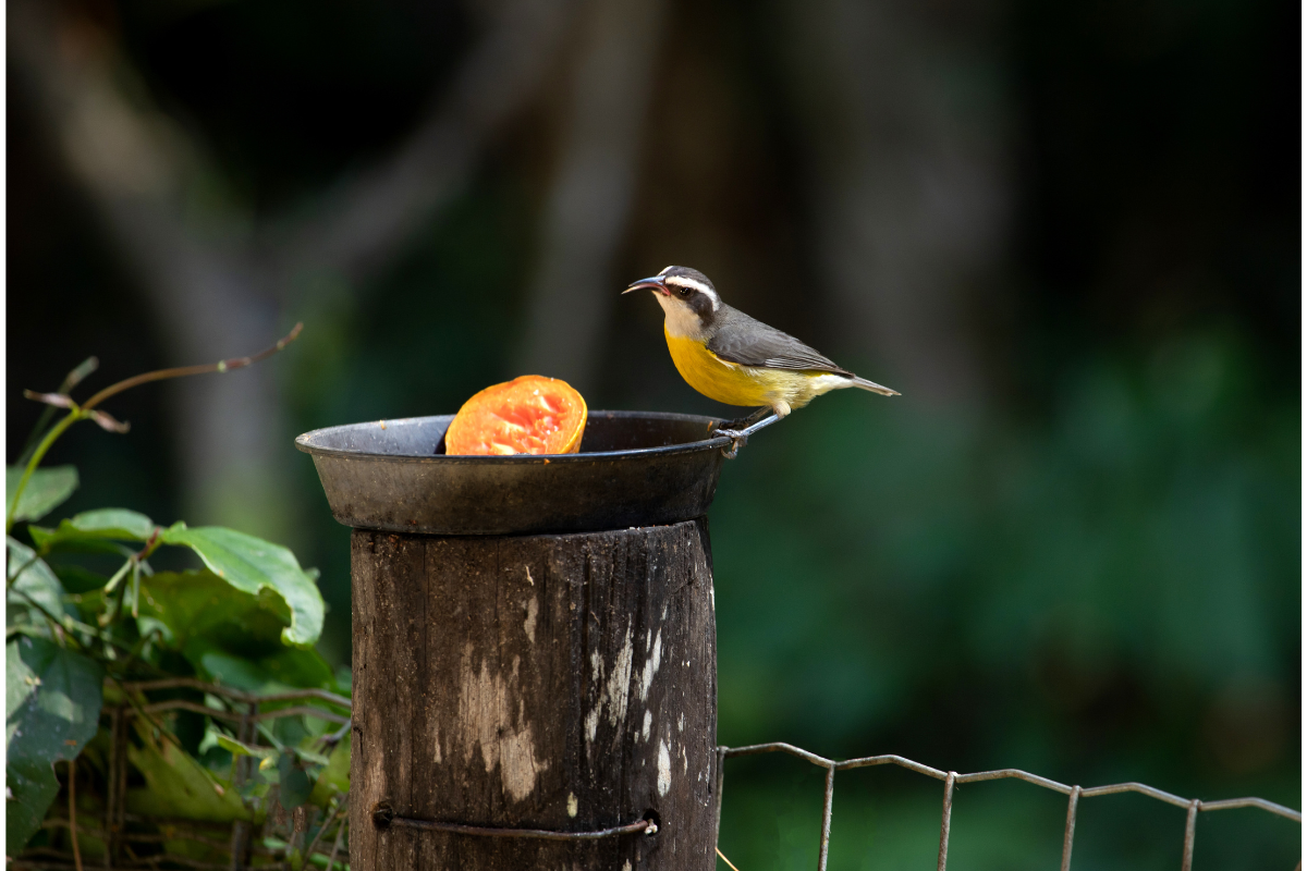 Descubra como atrair pássaros para o seu jardim de forma natural e aumente a vizinhança