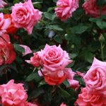 Descubra porque suas rosas não estão vingando: corrija hoje mesmo e dê vida a roseira. Foto: Canva