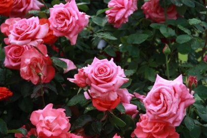 Descubra porque suas rosas não estão vingando: corrija hoje mesmo e dê vida a roseira. Foto: Canva