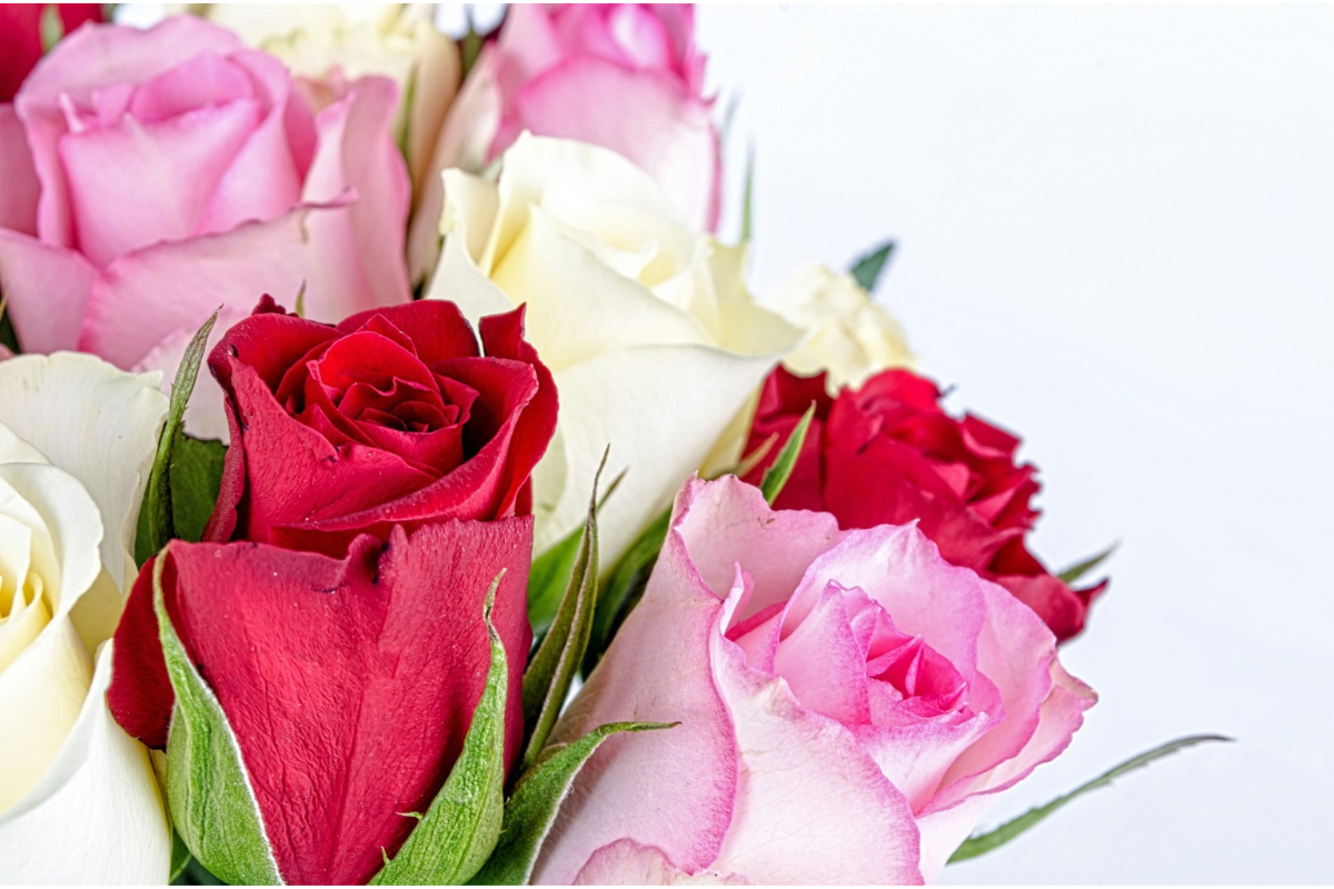Dicas de flores para os Dia dos Namorados: confira os significados dessas 5 espécies, e a deixe ainda mais apaixonada com sua explicação