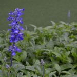 Flor da sálvia-azul (reprodução Canva Pro)