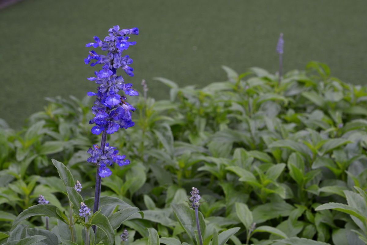 Flor da sálvia-azul (reprodução Canva Pro)