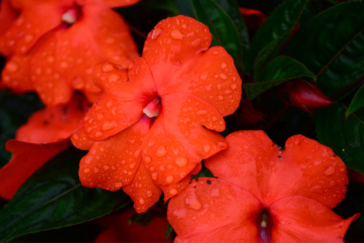 Conheça a flor maria-sem-vergonha: saiba tudo que precisa para ter essa  delicada espécie em seu quintal