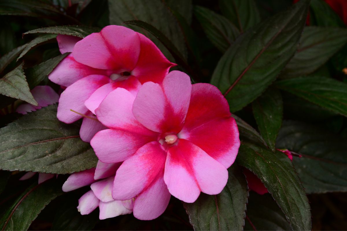 Conheça a flor maria-sem-vergonha: saiba tudo que precisa para ter essa  delicada espécie em seu quintal