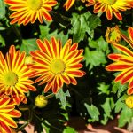 Ter gazânia no jardim é uma super dica para quem quer deixar o local mais colorido; veja aqui tudo sobre o cultivo dessa linda flor - fonte: Pixabay