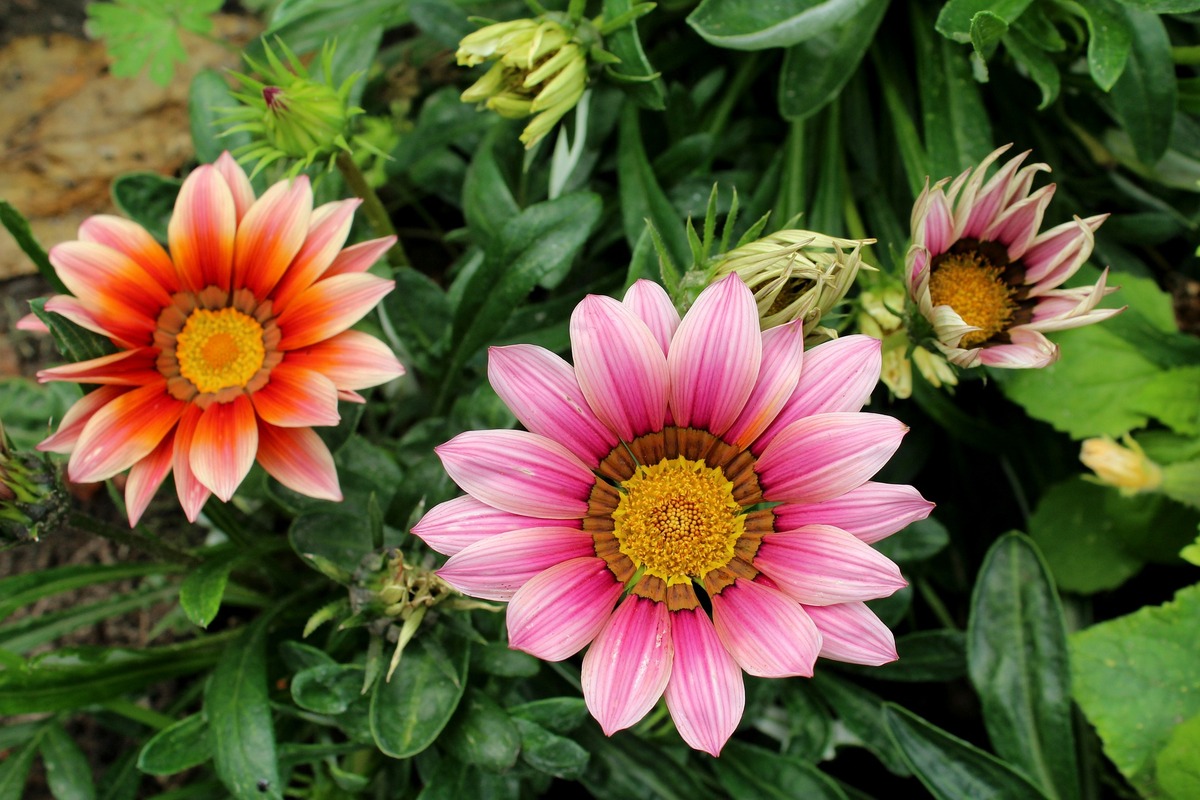 Ter gazânia no jardim é uma super dica para quem quer deixar o local mais colorido; veja aqui tudo sobre o cultivo dessa linda flor - fonte: Pixabay