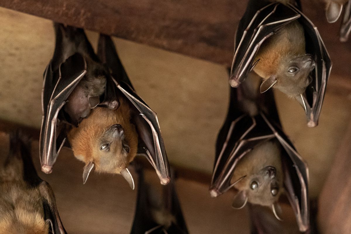 Morcegos no forro( reproduçaõ Canva)