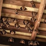 Morcegos no forro( Reprodução Canva)