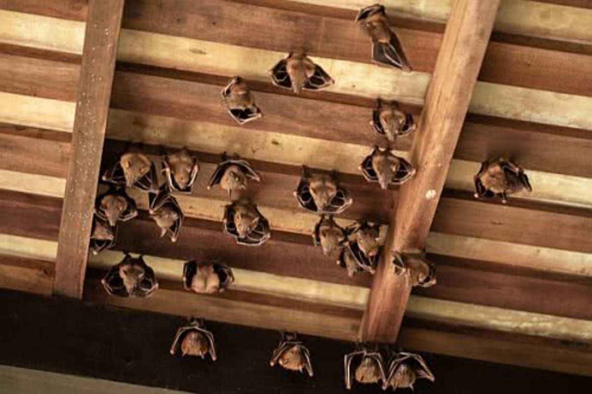Morcegos no forro( Reprodução Canva)