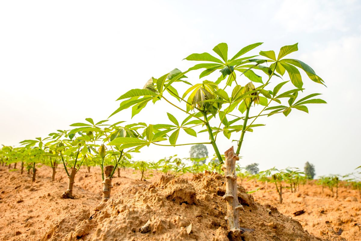 Plantar mandioca (reprodução Canva Pro) 
